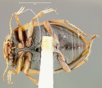 Media type: image;   Entomology 23925 Aspect: habitus ventral view